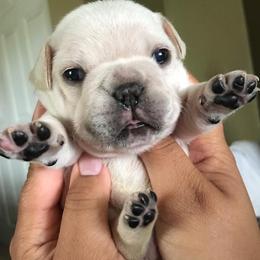 Bulldogs and French Bulldogs from BB's Bulldogs