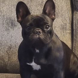MIA - French Bulldog