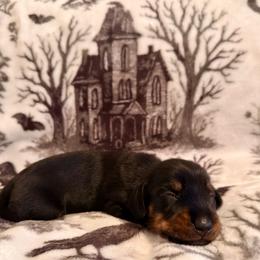 August - Wild boar male Dachshund puppy in Nampa, Idaho from 208 Wiener Wiggle Butts LLC