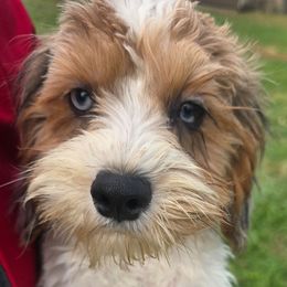 Tacori - Merle female Cavapoo puppy in Lebanon, Kentucky from Mosaic Merle Doodles
