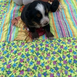 Max - Black rust and white male Bernese Mountain Dog puppy in Falls Mills, Virginia from Buck’s Bernese
