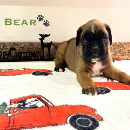 Bear - Fawn male Boxer puppy in Cicero, New York from MK Boxer Haven of CNY
