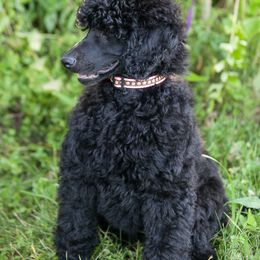 Poodle Puppies from Wispynook Poodles