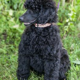 Poodle Puppies from Wispynook Poodles