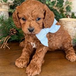 Birch- Blue Collar - Red male Cavapoo puppy in South Jordan, Utah from Simply Sweet Paws. LLC