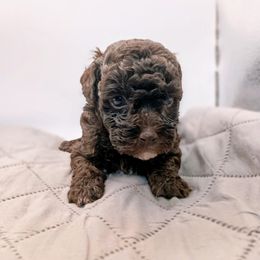 Hershey - Brown male Poodle puppy in Walterboro, South Carolina from Puddlejumpers