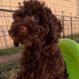 Sunny - Chocolate male Goldendoodle puppy in Decatur, Texas from Scherrer Sweet Goldendoodles