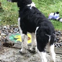 English Springer Spaniels from Cedarhome Springers