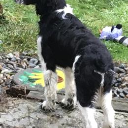 English Springer Spaniels from Cedarhome Springers
