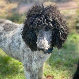 Jade - Poodle