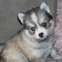 Oreo - Black and white female Pomsky puppy in Uintah County, Utah from Bingo's Wolfhounds, Lollipop Pomskies