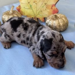 Ace - Dapple male Dachshund puppy in Great Falls, Montana from Dawn's designerDachshunds