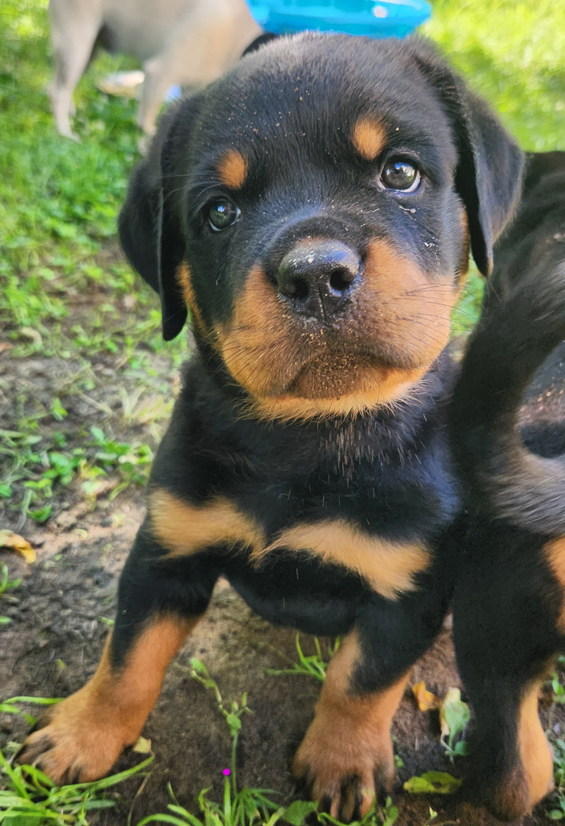 Maggie - Rottweiler puppy in Brasher Falls, New York from Tri-town Rotties
