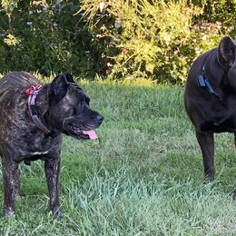 Cane Corso and Doberman Pinschers from Ward's Dobermans and Corsos