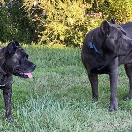 Cane Corso and Doberman Pinschers from Ward's Dobermans and Corsos