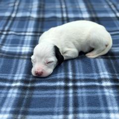 Austin - Blue belton male English Setter puppy in Rogers, Ohio from StoneyBrook Setters