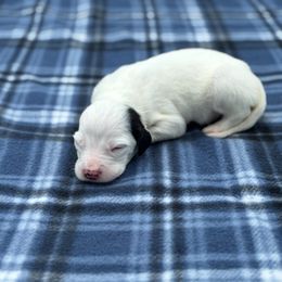Austin - Blue belton male English Setter puppy in Rogers, Ohio from StoneyBrook Setters