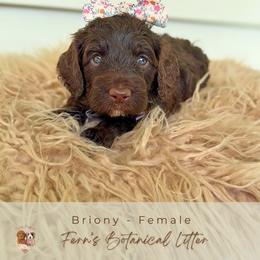 Briony - Chocolate female Goldendoodle puppy in Atlanta, Georgia from Teddy Puppies