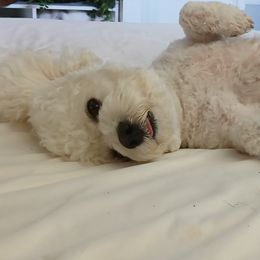 Bichon Frises from My Beautiful Bichons