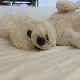 Bichon Frises from My Beautiful Bichons