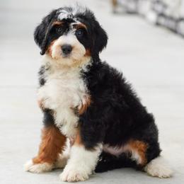 Robin - Tri-color female Bernedoodle puppy in Dundee, Ohio from Down Home Doodle