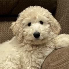 Pyredoodle Puppies from Perfect Pyredoodles