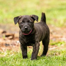 Dark Pink Collar - Gold brindle Dutch Shepherd puppy in Dallas, Georgia from Bluestone Creek Dutch Shepherds