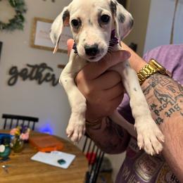 Violet - White and black female Dalmatian puppy in Mount Vernon, Missouri from Spots & Spirals