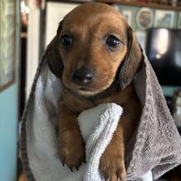 Steve Harrington - Red male Dachshund puppy in Jacksonville, North Carolina from Lizzie’s Doxies