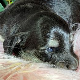 Michelle - Black and cream female Dachshund puppy in Oregon from SoCo Dachshunds