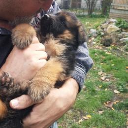 Biewer Terrier, German Shepherd, and Yorkshire Terrier Puppies from Mark Carfagno's Pups