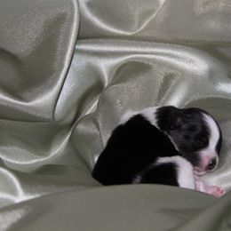 Pomeranian Puppies from Textilepoms