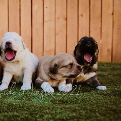 Colorado Mountain Dogs from West Side Woofies