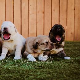 Colorado Mountain Dogs from West Side Woofies
