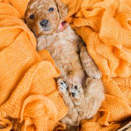 Goldendoodle Puppies from Deer Valley Doodles