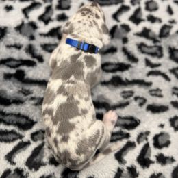 Dark blue collar - Merle male Great Dane puppy in Ider, Alabama from Sand Mountain Danes LLC