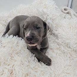Sandy Claws - Blue female Great Dane puppy in Caldwell, Idaho from Miner's Dynamic Danes