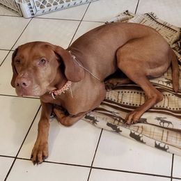 Vizslas from Walker Vizslas
