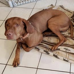 Vizslas from Walker Vizslas
