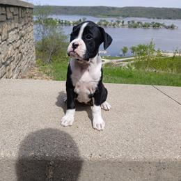 Julie - Brindle female Boxer puppy in Cannon Falls, Minnesota from Pattys Boxers and Bulldogs