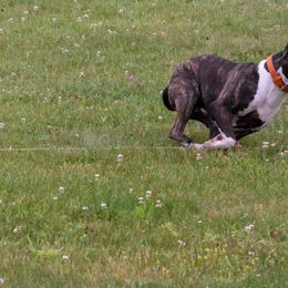 American Pit Bull Terriers and American Staffordshire Terriers from AptiBull Terriers