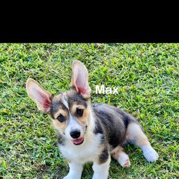 Max - Black and tan male Pembroke Welsh Corgi puppy in Fall Branch, Tennessee from Robyn Jones' Pembroke Welsh Corgis & American Corgis