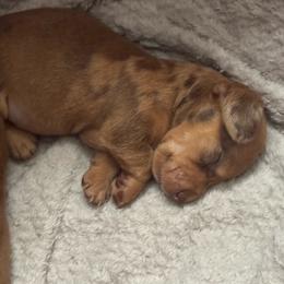 Hercules - Dapple male Dachshund puppy in Silsbee, Texas from The Doxie Den