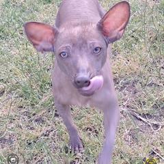 Queenie - Xoloitzcuintli