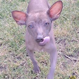 Queenie - Xoloitzcuintli