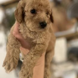 Goldendoodle and Poodle Puppies from Still Waters Farm