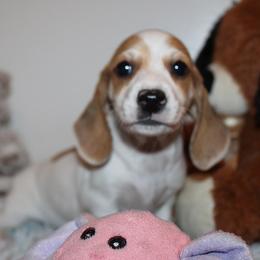 Boy 3 - Piebald male Dachshund puppy in Craig, Colorado from Rocky Mountain Shih Tzus and Dry Creek Miniature Dachshunds