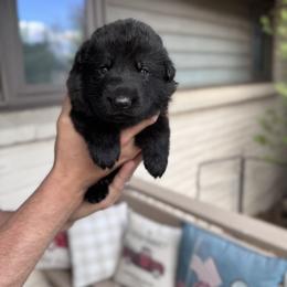Male - Black male German Shepherd puppy in Windsor, Colorado from German Shepherds