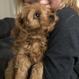 Cavalier King Charles Spaniels and Cavapoos from 3W Ranch