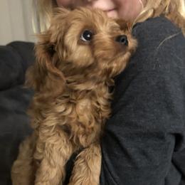 Cavalier King Charles Spaniels and Cavapoos from 3W Ranch